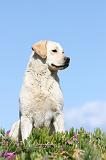 LABRADOR 555